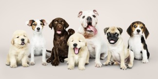 En Güzel Dişi ve Erkek Köpek İsimleri (Geniş Liste)