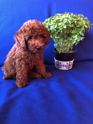 Toy Poodle Özellikleri ve Bakımı